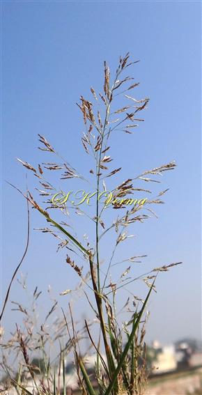  Inflorescence